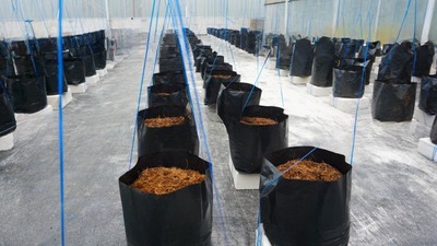 Tipos Bolsas 1